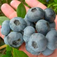 Саджанець Лохина Аврора в контейнері